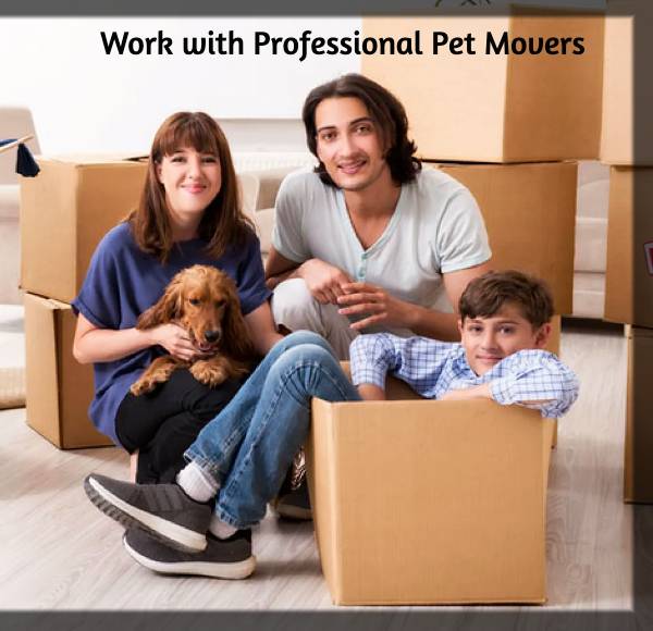 Professional Pet Movers In Singapore