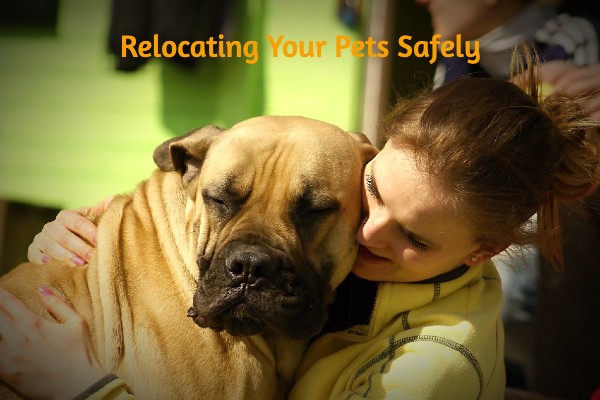 Relocating Your Pets Safely By Pet Movers